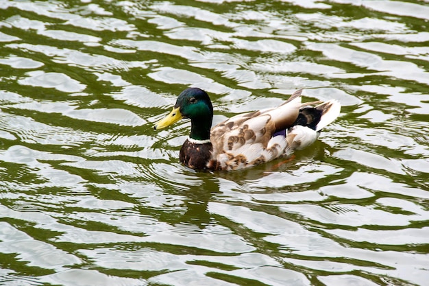 Photo image of an animal a wild drake and a duck sail on a pond