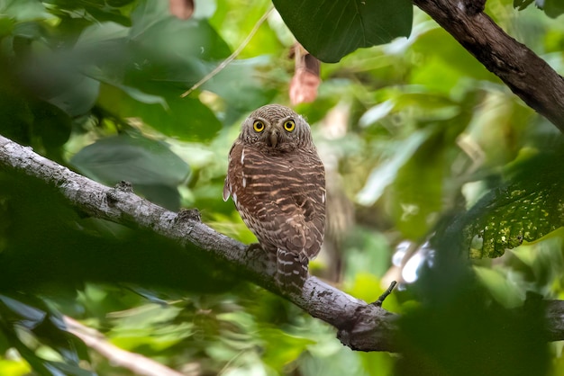 Image of asian barred owlet (Glaucidium cuculoides) on nature background. Owl. Bird. Animals.