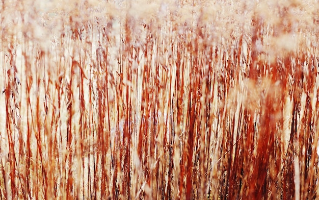 Image of a autumn grass texture