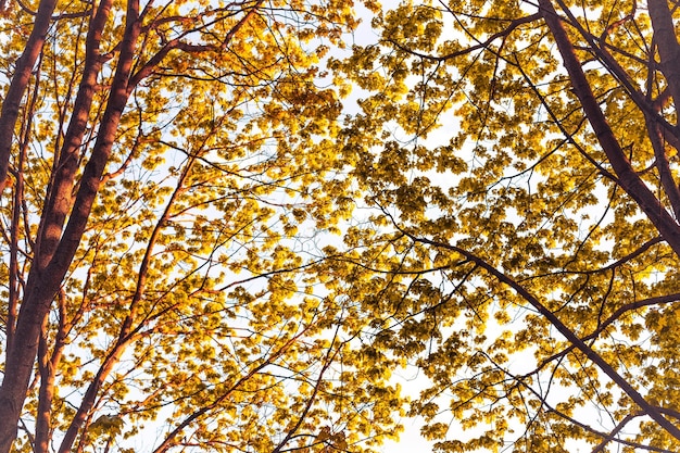 Image of autumn trees in the park