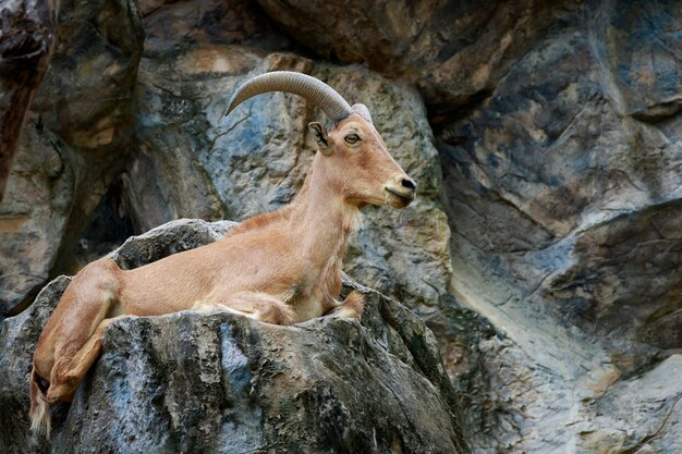 Photo image of a barbary sheep on the rocks. wildlife animals.