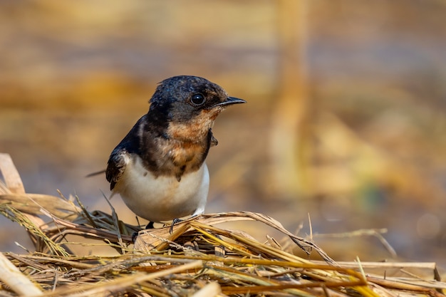 Image of barn swallow bird (Hirundo rustica) on the natural . Bird. Animal.