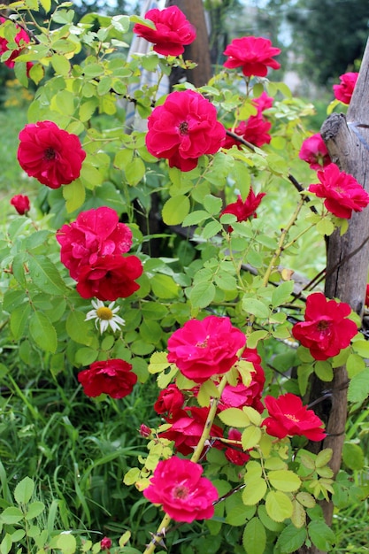 Image of beautiful flower of tender red rose