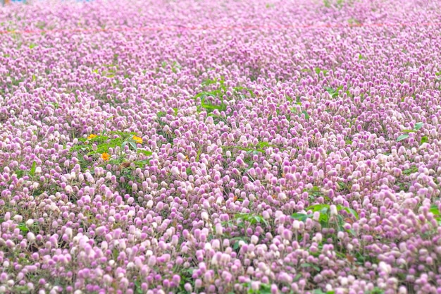 Image of beautiful little cute flowers  field in pink background .sweet moment concept background for valentine 's day