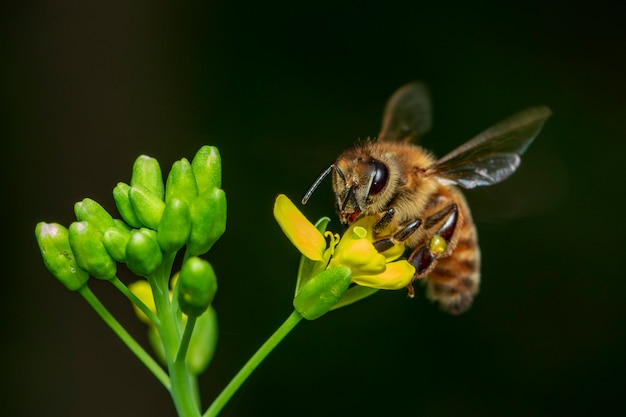 Image of bee or honeybee on flower collects nectar. Golden honeybee on flower pollen with space blur for text.