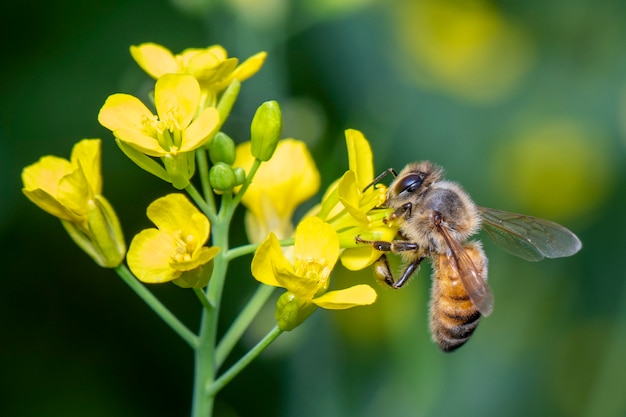 Image of bee or honeybee on flower collects nectar. Golden honeybee on flower pollen with space blur for text.