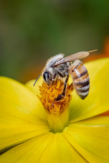 Image of bee or honeybee on yellow flower collects nectar Golden honeybee on flower pollen Insect Animal