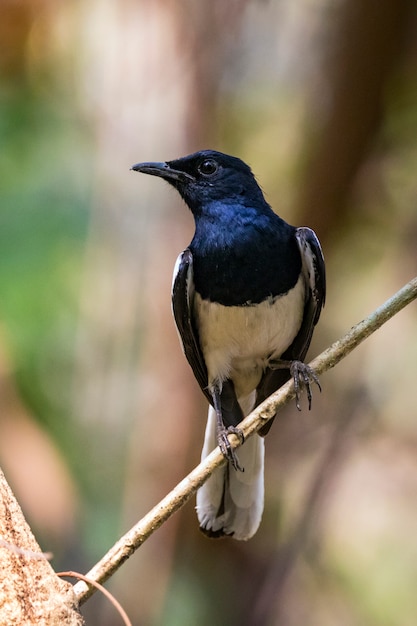 Image of bird on the branch on nature. Oriental Magpie Robin (Copsychus saularis)