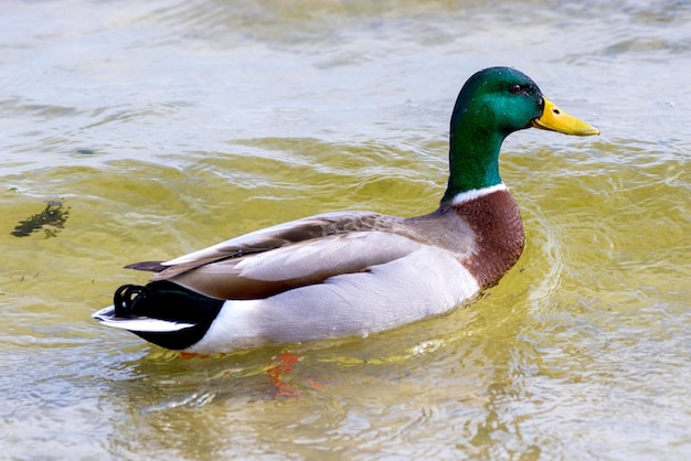 image of a bird a wild drake swims along the river