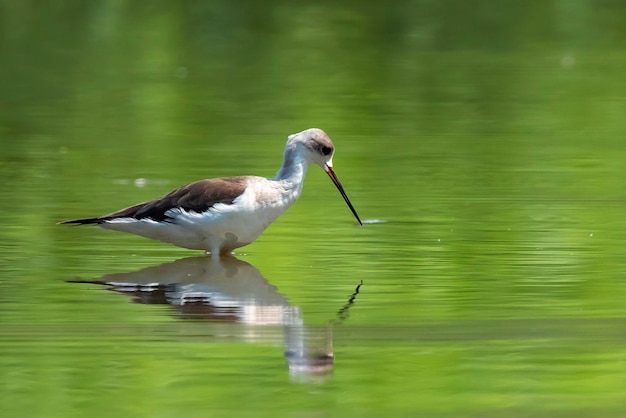 Image of Blackwinged Stilt Himantopus himantopus are looking for food Bird Wild Animals