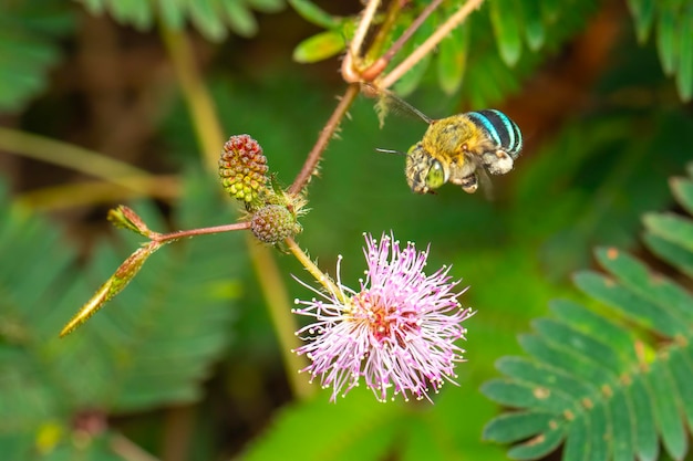 Image of blue banded bee on purple flowers Insect Animal