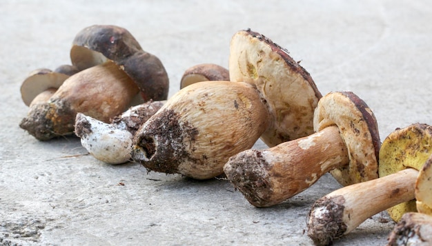 image of a Boletus edulis mushroom just harvested