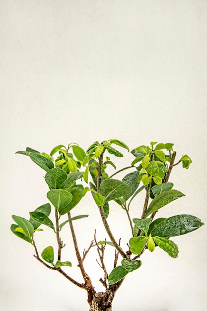 Photo image of bonsai ficus ginseng leaves with dew drops