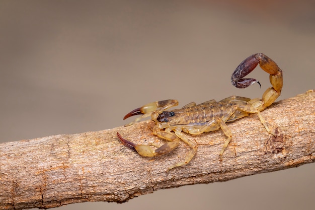 Image of brown scorpion on brown dry tree branch. Insect. Animal.