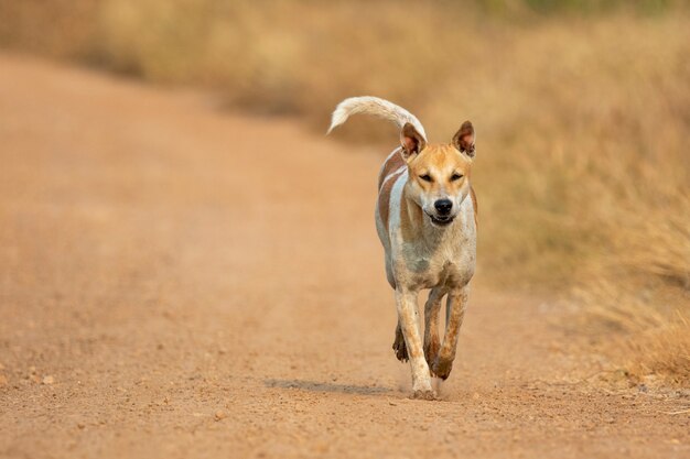 Image of Brown and white striped dog on nature.