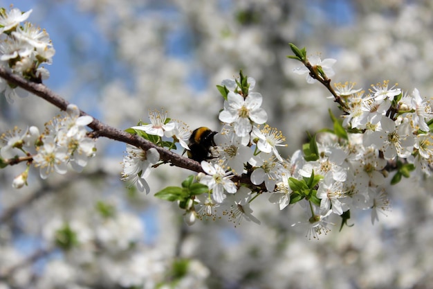 Image of bumblebee on the blossoming tree of plum