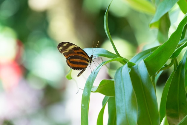 Image of butterfly with wings butterfly in nature butterfly insect closeup