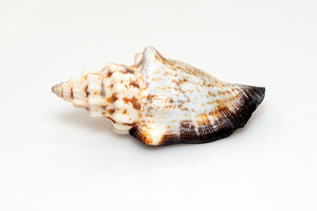 Image of canarium urceus is a species of sea snail marine gastropod mollusk in the family Strombidae