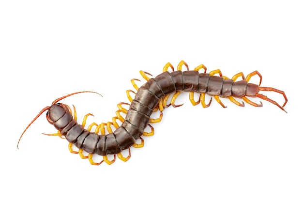 Image of centipedes or chilopoda isolated. Animal. Poisonous animals.