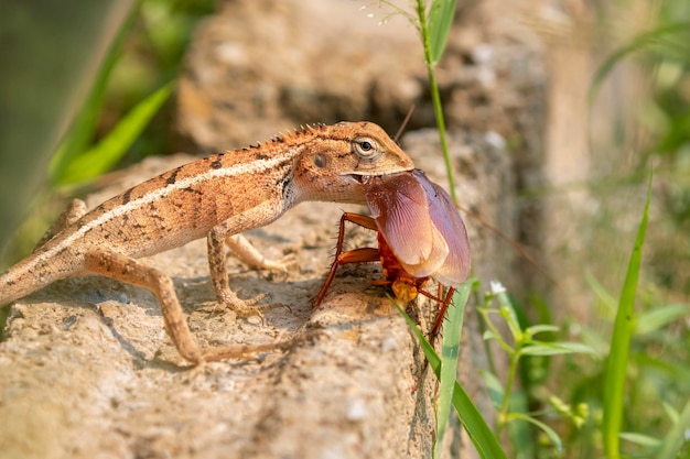 Image of chameleon eating a cockroach on nature background Reptile Animal