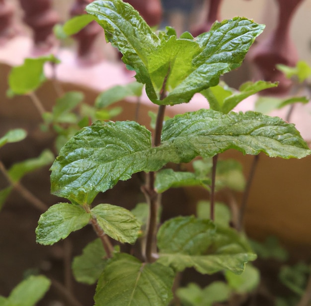 Image of close up of fresh green leaves mint plant growing in plant pot