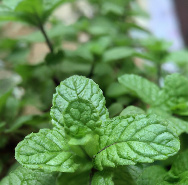 Image of close up of fresh green leaves of mint plant