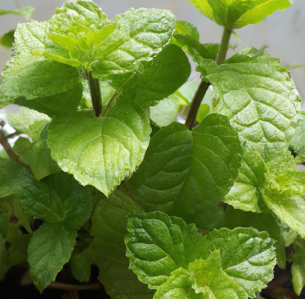 Image of close up of fresh green leaves of mint plant