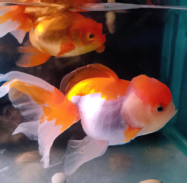 Image of close up of gold fish swimming in tank on dark background