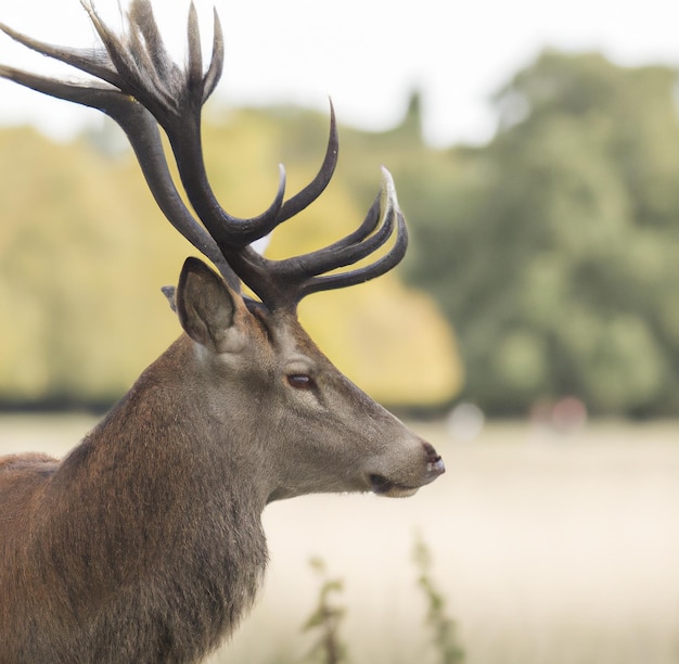 Image of close up of stag with antlers in field background