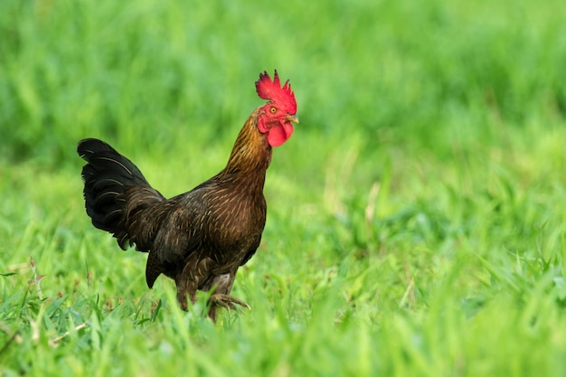 Image of a cock in green field.