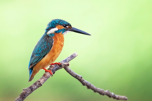 Image of common kingfisher (Alcedo atthis) perched on a branch. Bird. Animals.