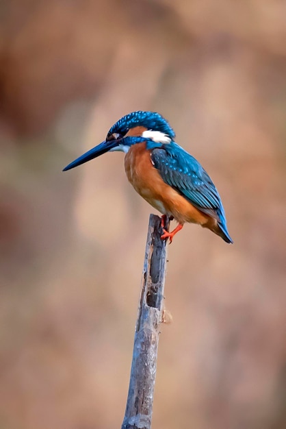 Image of common kingfisher Alcedo atthis perched on a branch on nature background Bird Animals