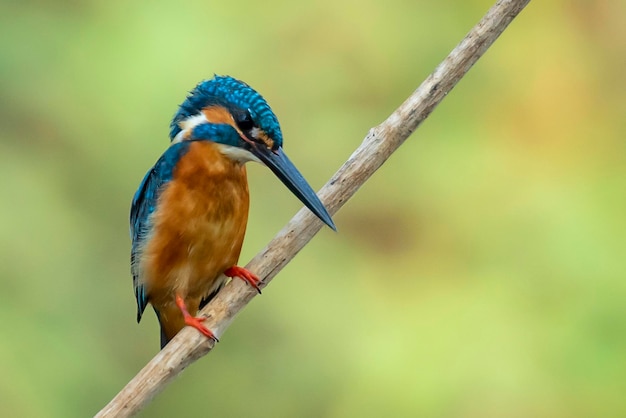 Image of common kingfisher Alcedo atthis perched on a branch on nature background Bird Animals