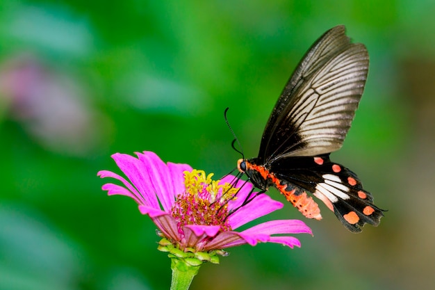 Image of Common Rose Butterfly on nature . Insect Animal (Pachliopta aristolochiae goniopeltis Rothschild, 1908)