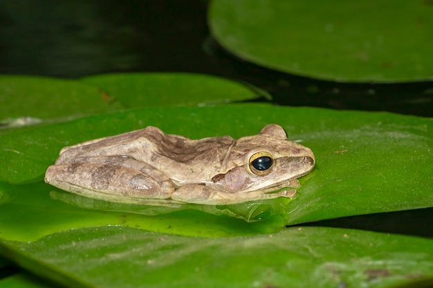 Image of Common tree frog, four-lined tree frog, golden tree frog, (Polypedates leucomystax) on the lotus leaf.