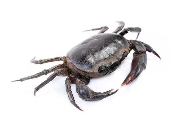 Image of crab Field crab isolated on white background Food Animal