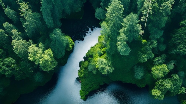 image of a dense forest with a river flowing through it