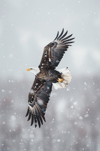 The image depicts a majestic bald eagle soaring against a snowy backdrop