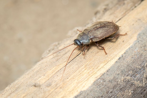 Image of Diploptera punctata or the Pacific beetle cockroach Insect Animal