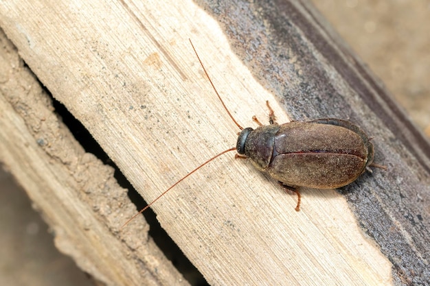 Image of Diploptera punctata or the Pacific beetle cockroach Insect Animal