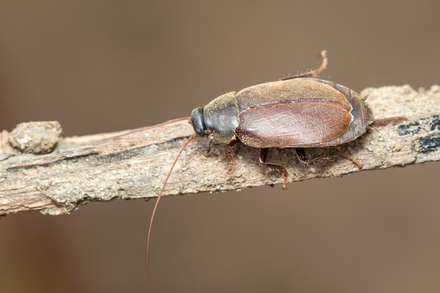 Image of Diploptera punctata or the Pacific beetle cockroach Insect Animal