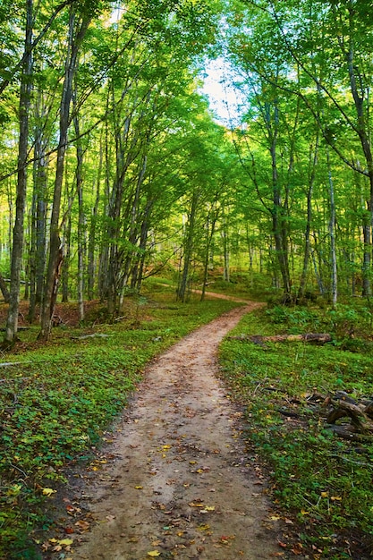 Image of Dirt path through young forest of green trees