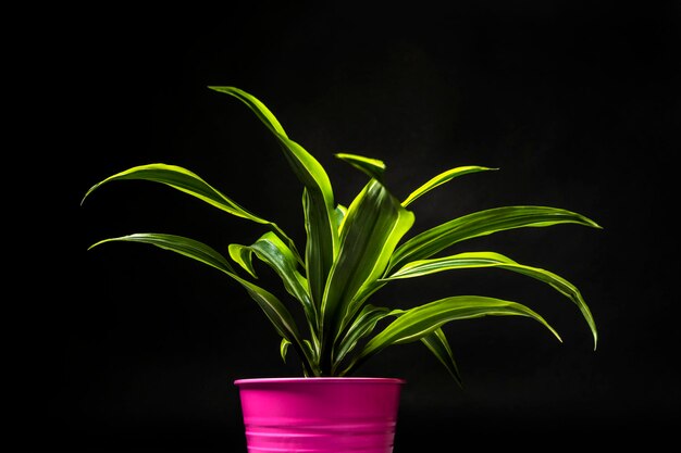 Photo image of dracena lemon lime in metallic pink pot on black background