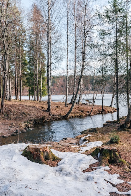 Image of early spring in the forest park.