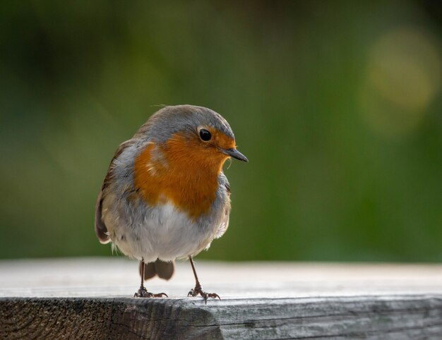 Image of a european robin standing on a wood plank with green background