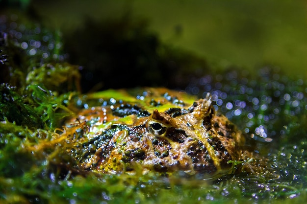 Photo image exotic amphibians brazilian horned toad