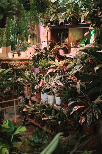 Image of exotic green plants and beautiful flowers on the shelves in botany garden