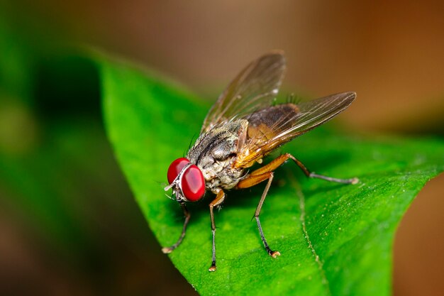 Image of a flies (Diptera) on green leaves. Insect. Animal