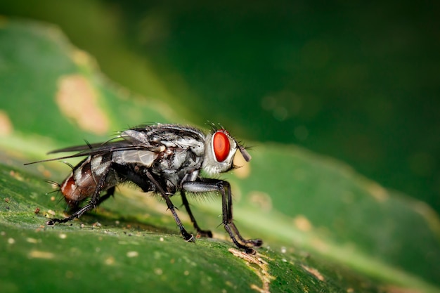 Image of a flies (Diptera) on green leaves. Insect. Animal