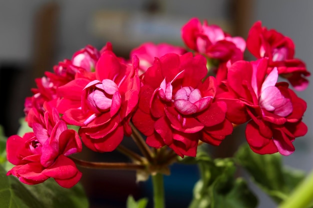 An image of the flowers of varietal pelargonium grown at home